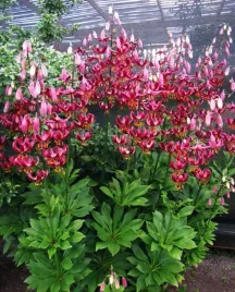 lilia-martagon-claude-shride-22-or-100percent-zgodnosc-odmian-or