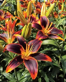 lilia-azjatycka-forever-susan-18-20-or-100percent-zgodnosc-odmian-or