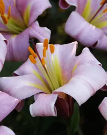 lilia-trabkowa-pink-planet-24-or-100percent-zgodnosc-odmian-or