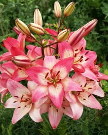 lilia-azjatycka-rosella-s-dream-18-20-or-100percent-zgodnosc-odmian-or