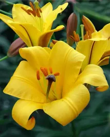 lilia-trabkowa-yellow-planet-24-or-100percent-zgodnosc-odmian-or