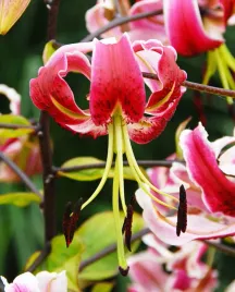 lilia-drzewiasta-black-beauty-22-or-100percent-zgodnosc-odmian-or