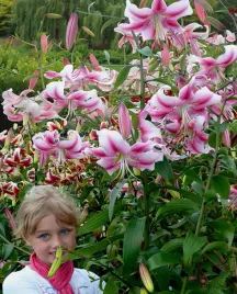 lilia-drzewiasta-anastasia-22-24-or-100percent-zgodnosc-odmian-or