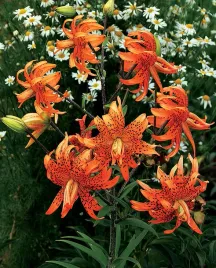 lilia-tygrysia-pelna-flore-pleno-18-20-or-100percent-zgodnosc-odmian-or