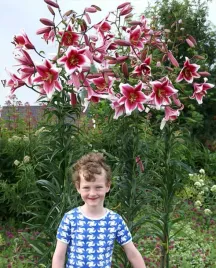 lilia-drzewiasta-friso-24-or-100percent-zgodnosc-odmian-or