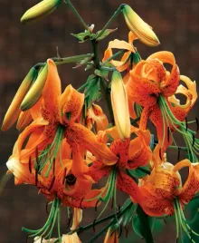 lilia-drzewiasta-henryi-24-or-100percent-zgodnosc-odmian-or