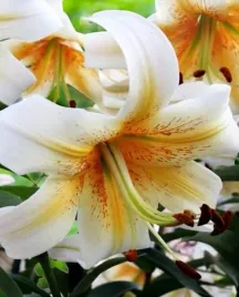 lilia-drzewiasta-mister-cas-22-or-100percent-zgodnosc-odmian-or