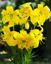 lilia-azjatycka-pearl-melanie-18-20-or-100percent-zgodnosc-odmian-or