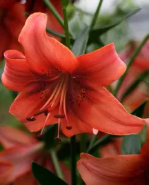 lilia-azjatycka-pearl-loraine-18-20-or-100percent-zgodnosc-odmian-or