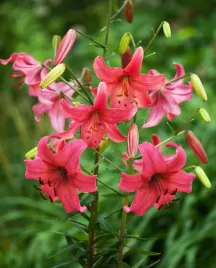 lilia-tygrysia-pink-flight-or-100percent-zgodnosc-odmian-or