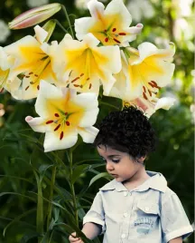 lilia-drzewiasta-miss-peculiar-22-or-100percent-zgodnosc-odmian-or