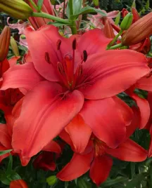 lilia-azjatycka-red-highland-18-20-or-100percent-zgodnosc-odmian-or