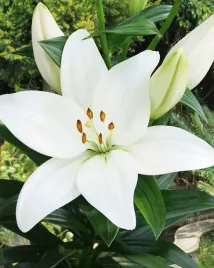 lilia-azjatycka-kent-18-20-or-100percent-zgodnosc-odmian-or