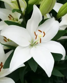 lilia-azjatycka-la-bright-diamond-18-20-or-100percent-zgodnosc-odmian-or