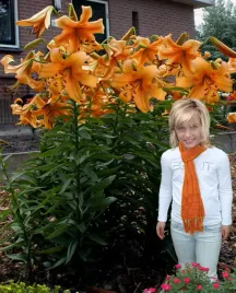 lilia-drzewiasta-orange-space-22-or-100percent-zgodnosc-odmian-or