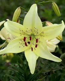 lilia-tygrysia-sweet-surrender-18-20-or-100percent-zgodnosc-odmian-or