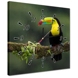 zegary-30x30-piekny-tukan-na-galezi