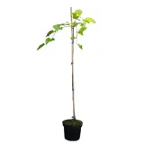 morwa-biala-pendula-morus-alba-pendula