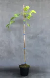 morwa-biala-pendula-morus-alba-pendula-rodzaj-rosliny-inny