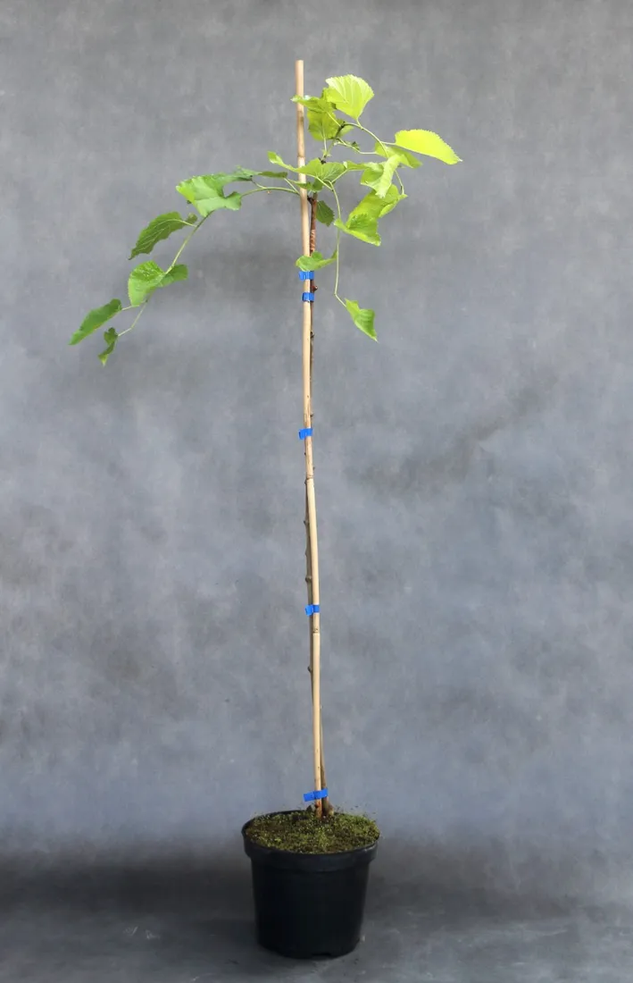 morwa-biala-pendula-morus-alba-pendula-rodzaj-rosliny-inny