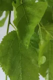 morwa-biala-pendula-morus-alba-pendula-kod-produktu-5907803494249