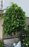 morwa-biala-pendula-morus-alba-pendula-stan-nowy