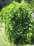 morwa-biala-pendula-morus-alba-pendula-kod-producenta-pl-24-03-135