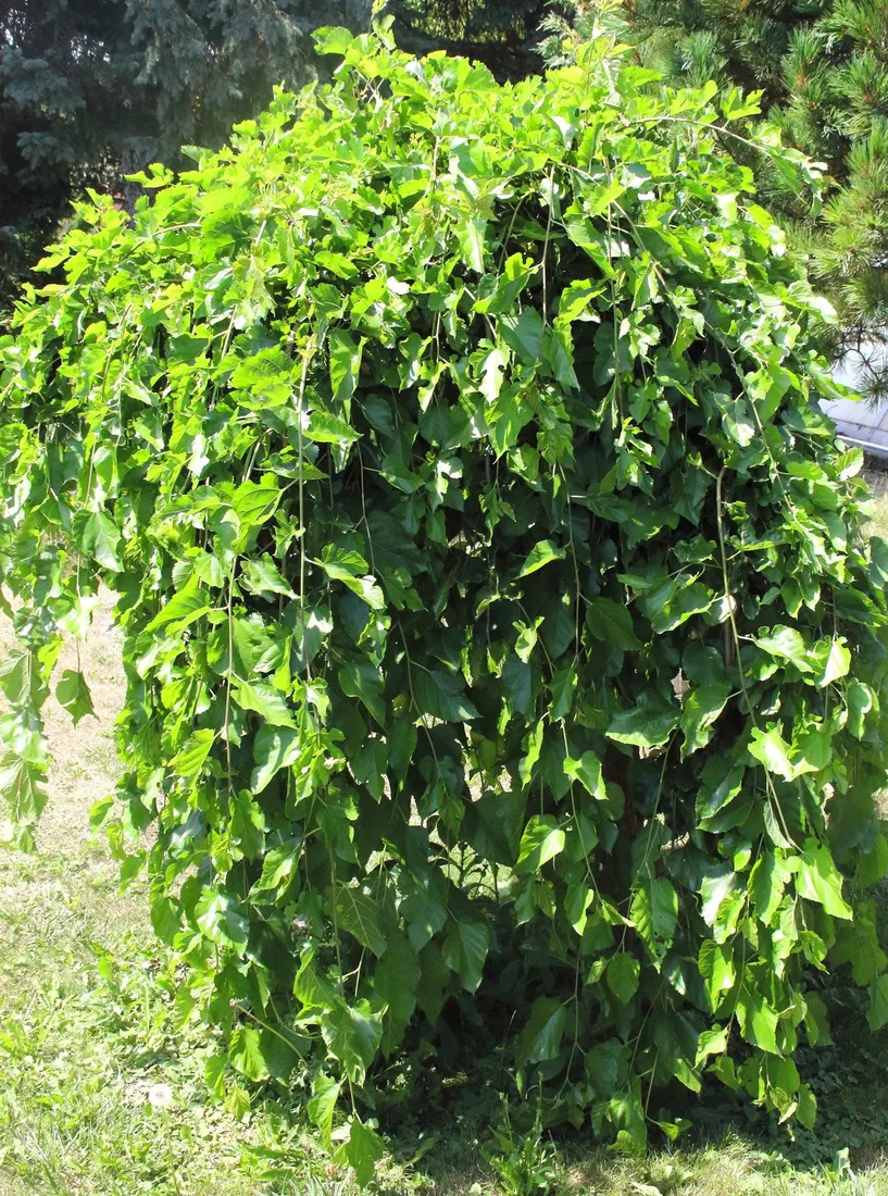 morwa-biala-pendula-morus-alba-pendula-rodzaj-rosliny-inny