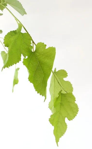 morwa-biala-pendula-morus-alba-pendula-producent-inna