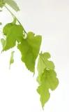morwa-biala-pendula-morus-alba-pendula-producent-inna