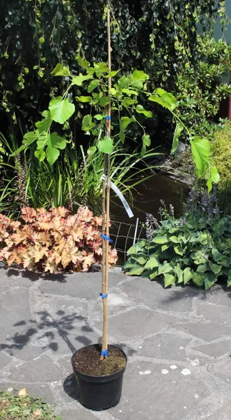 morwa-biala-pendula-morus-alba-pendula-produkt-wprowadzony-do-obrotu-na-terenie-ue-przed-13-12-2024-tak