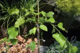morwa-biala-pendula-morus-alba-pendula-rodzaj-rosliny-inny-kod-produktu-5907803494249