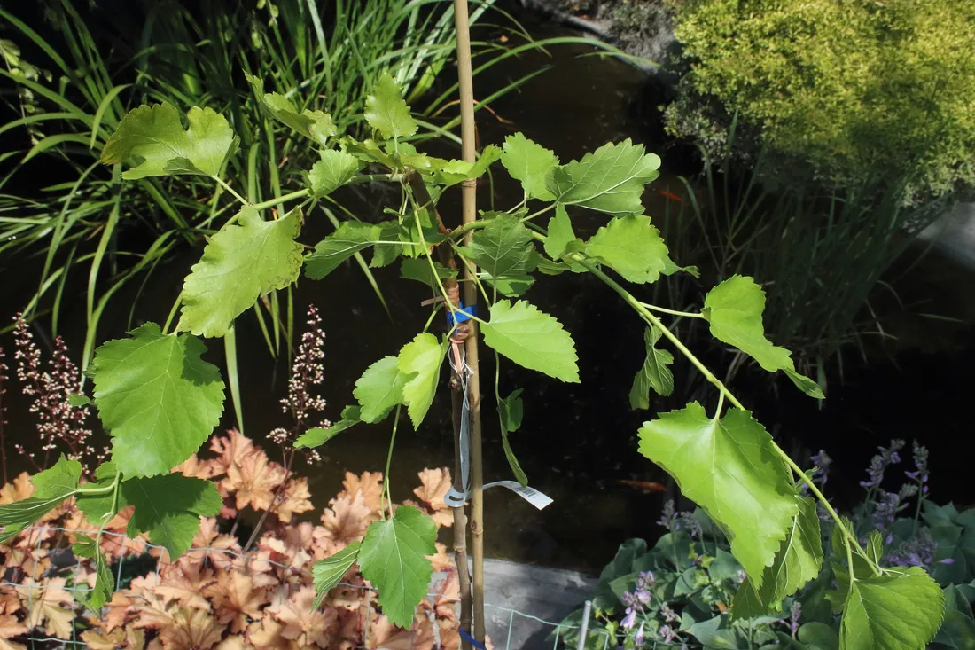 morwa-biala-pendula-morus-alba-pendula