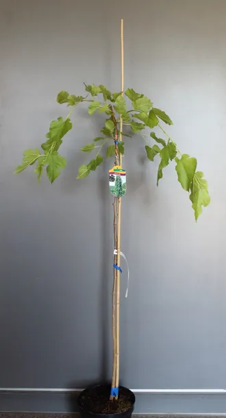 morwa-biala-pendula-morus-alba-pendula-rodzaj-rosliny-inny-stan-nowy