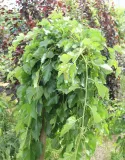 morwa-biala-pendula-morus-alba-pendula-rodzaj-rosliny-inny-kod-producenta-pl-24-03-135