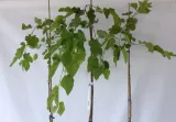 morwa-biala-pendula-morus-alba-pendula-rodzaj-rosliny-inny-nazwa-lacinska-morus-alba