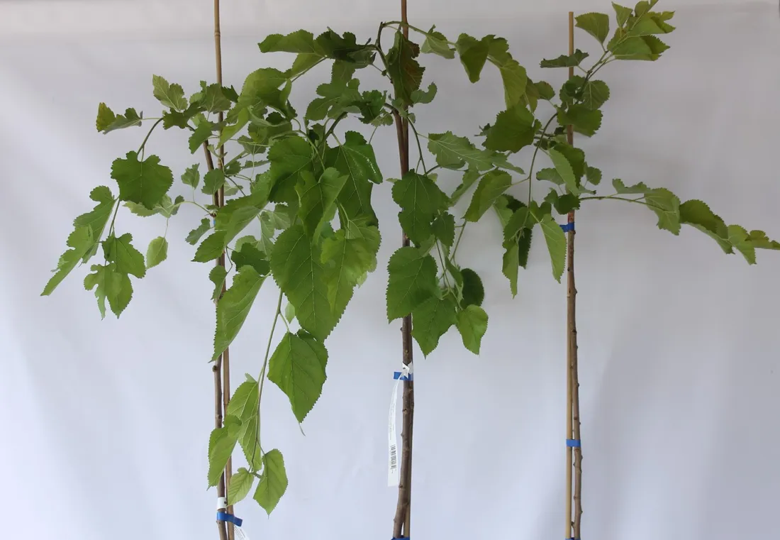 morwa-biala-pendula-morus-alba-pendula