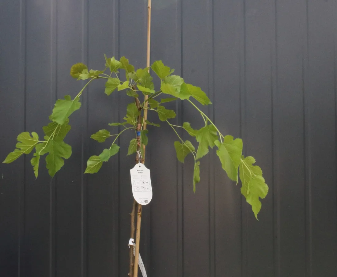 morwa-biala-pendula-morus-alba-pendula-rodzaj-rosliny-inny