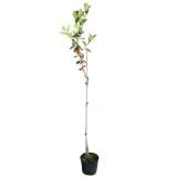 aronia-czarna-aronia-melanocarpa