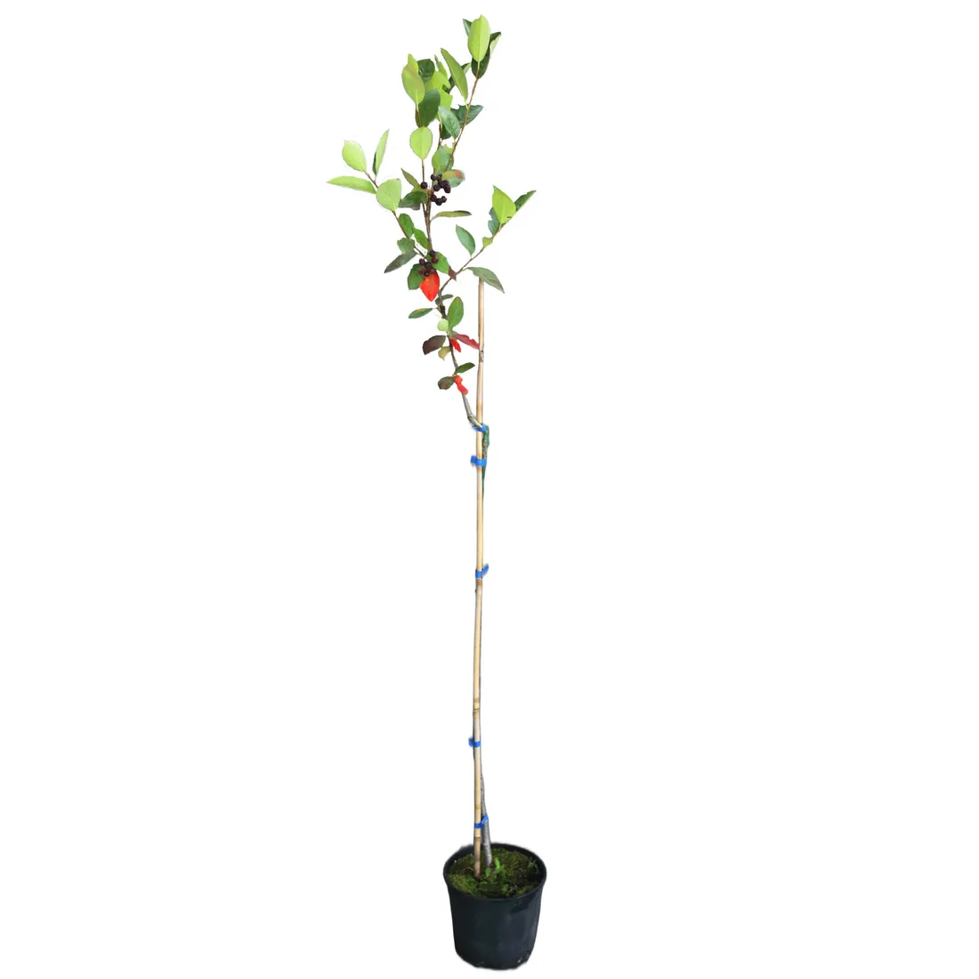 aronia-czarna-aronia-melanocarpa