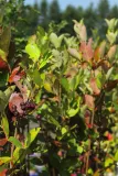 aronia-czarna-aronia-melanocarpa-kod-produktu-5907803490692