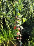 aronia-czarna-aronia-melanocarpa-rodzaj-rosliny-aronie