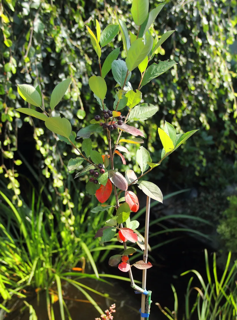 aronia-czarna-aronia-melanocarpa