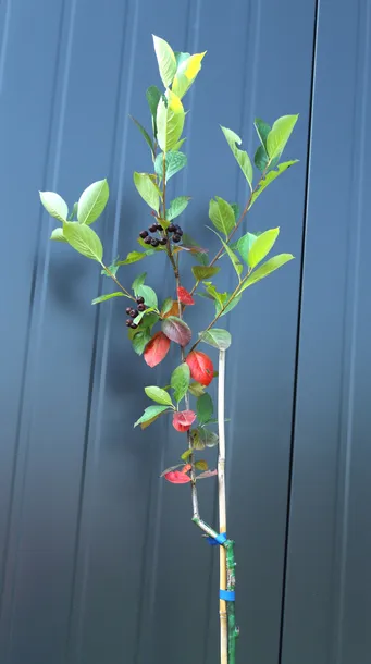 aronia-czarna-aronia-melanocarpa-kod-producenta-pl-24-03-135