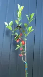 aronia-czarna-aronia-melanocarpa-kod-producenta-pl-24-03-135