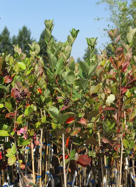 aronia-czarna-aronia-melanocarpa-odmiana-aronia-melanocarpa