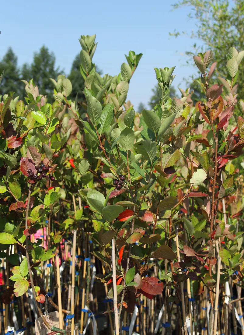 aronia-czarna-aronia-melanocarpa-kod-produktu-5907803490692