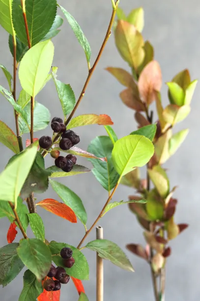 aronia-czarna-aronia-melanocarpa-nazwa-lacinska-aronia-melanocarpa