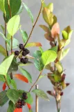 aronia-czarna-aronia-melanocarpa-nazwa-lacinska-aronia-melanocarpa