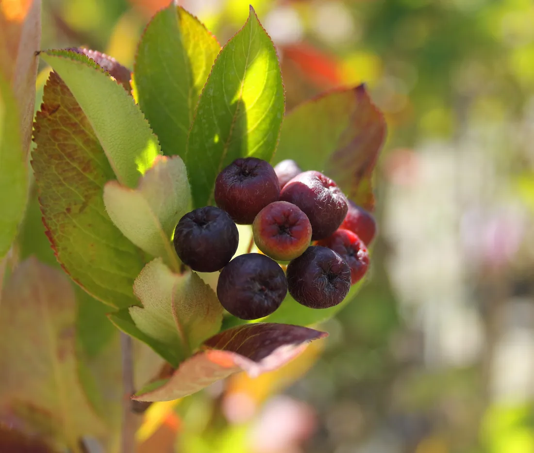 aronia-czarna-aronia-melanocarpa-kod-produktu-5907803490692